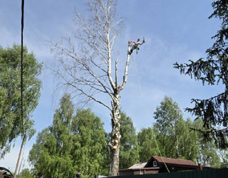 Валка деревьев целиком
